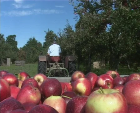 Picking up full apple bin Stock Footage 141331