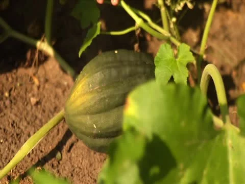 Picking garden squash 스톡 동영상 12425094