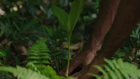 Picking up Ginger Plant Stock Footage 288237219