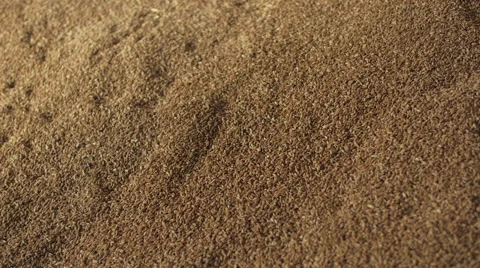 Picking up grain - 4K 動画素材 43105994