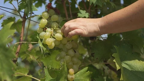 Picking grape from the branch, stock video Stock Footage 94440417