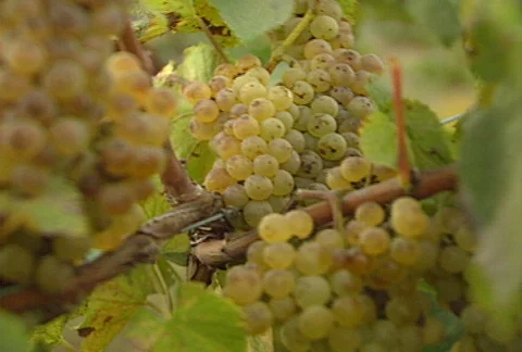 Picking grapes 01 Stock Footage 621896