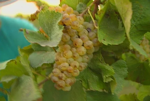 Picking grapes 02 Stock Footage 621905