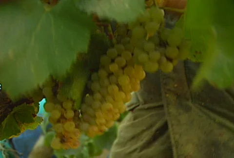 Picking grapes 03 Stock Footage 621909