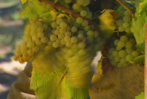 Picking grapes 04 Stock Footage 621917