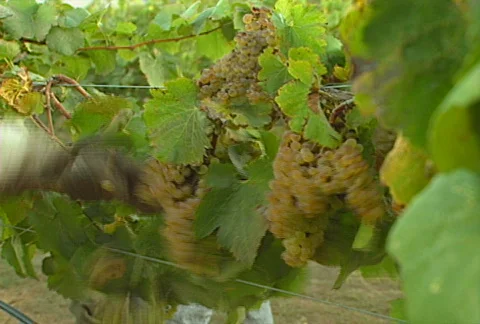 Picking grapes 05 Stock Footage 621920