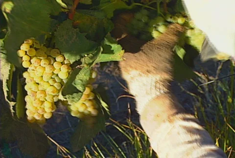 Picking grapes 06 Stock Footage 621924