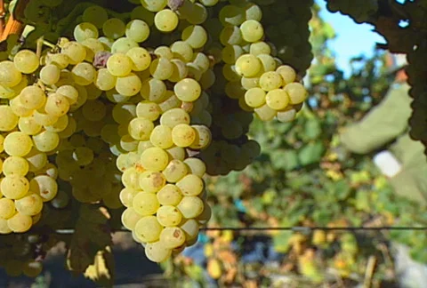 Picking grapes 07 Stock Footage 621926