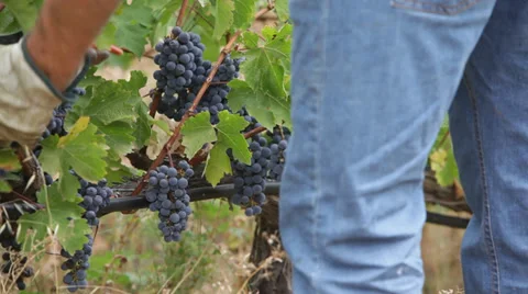 Picking grapes Video stock 32159444