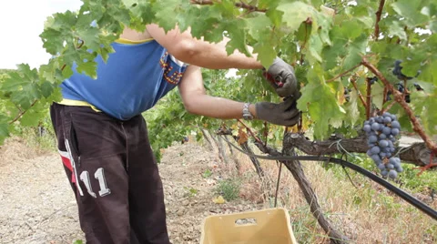 Picking grapes Video stock 32161429
