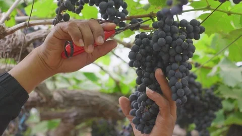 Picking grapes on the vineyard during the vine harvest Stock Footage 94218798