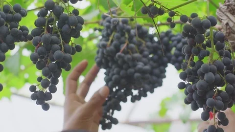 Picking grapes on the vineyard during the vine harvest Stock Footage 94220334