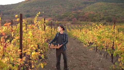 Picking grapes. Young farmer man goes through the vineyard and picks the grapes Stock Footage 213428375