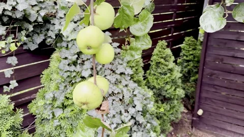 Picking a green apple straight from the tree in the orchard, a man picks fr.. Stock Footage 314371763