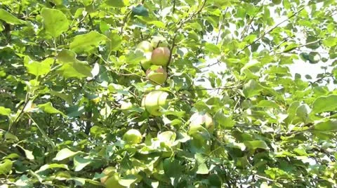 Picking Green Apple from Tree 스톡 동영상 12610195
