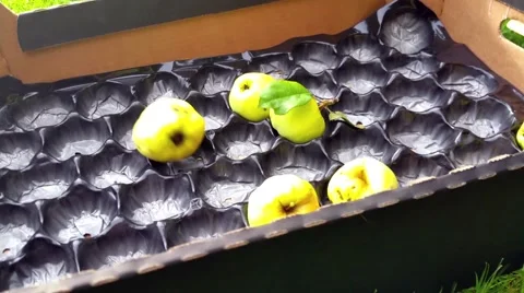 Picking green apples, in a cardboard box Stock Footage 55878286