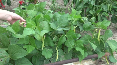 Picking green beans, fresh string bean, snap bean, farm, vegetable garden Stock Footage 30588062