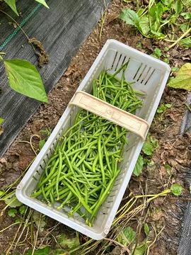 Picking green beans Stock Photos
