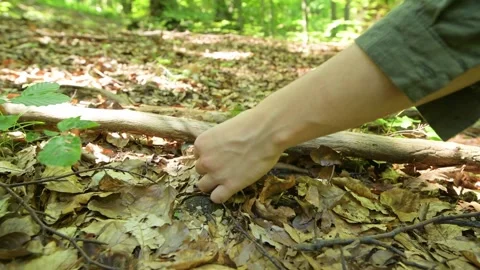 Picking green-cracking russula in the forest Stock-Footage 280984981