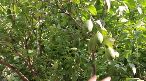 Picking Green Lemon From Tree Hd Video Видео 68103882