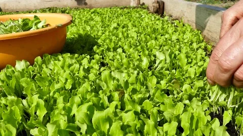 Picking up green lettuce. Closeup view 스톡 동영상 74155318