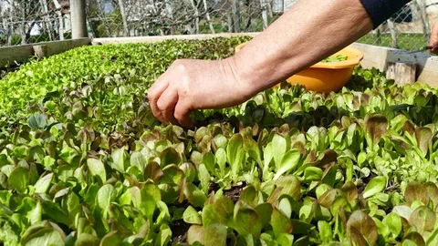 Picking up green lettuce. Dolly right Stock Footage 74164436