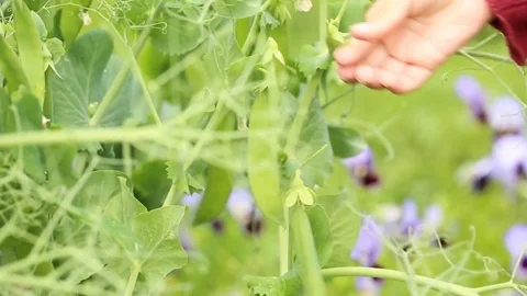 Picking green pea pods from the bush Stock Footage