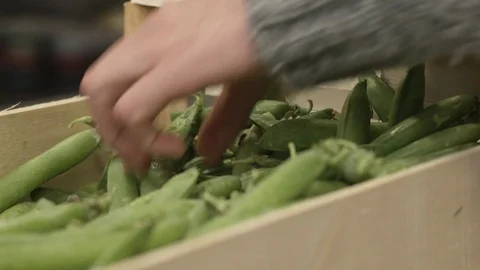 Picking green peas Stockbeeldmateriaal 92061329