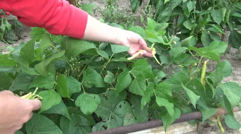 Picking green pods, beans, fresh string bean, snap bean, farm, vegetable garden Stock Footage 30588135