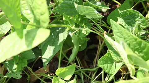 Picking green pods, beans, fresh string bean, snap bean, farm, vegetable garden Stock Footage 40633288