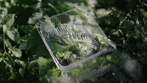 Picking greenery from field. Freshly picked herbs in small transparent container Vídeos de archivo 129458444