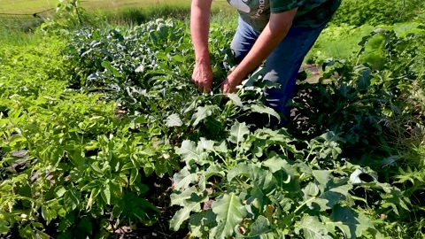 Picking Greens in a Garden Video stock 202146434