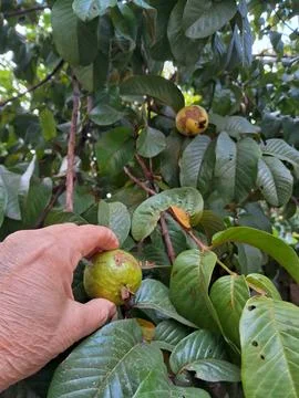 Picking guava from the tree Stock Photos