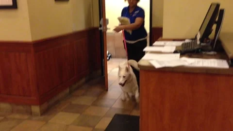 Picking Up A Happy White Husky Mix Dog From Vet Stock Footage 159193200