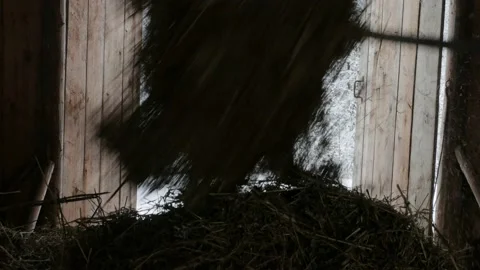 Picking up a haystack with a pitchfork  Stock-Footage 149808287