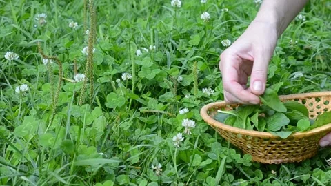 Picking herbs in the garden Stock Footage 281345358