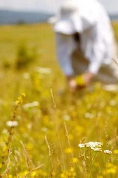 Picking herbs Stock Photos