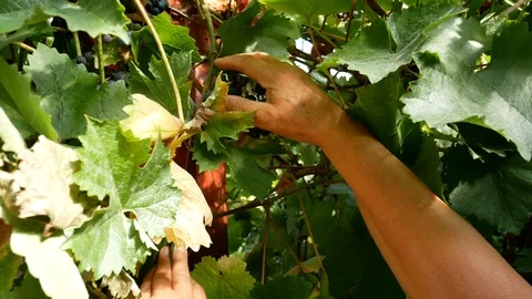 Picking homegrown grapes Stock Footage 103544294