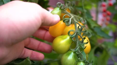 Picking Homegrown Tomatoes From the Garden. Stock Footage 283635895