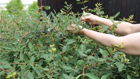 Picking honeysuckle from the bush in the garden Stock Footage