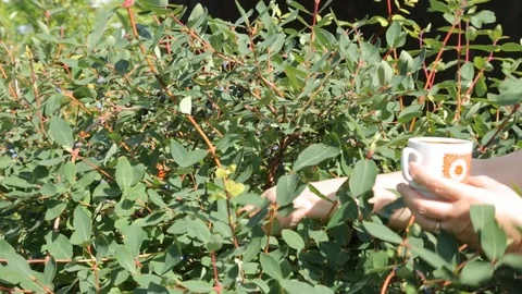 Picking honeysuckle from the bush in the garden Stock Footage 79671183