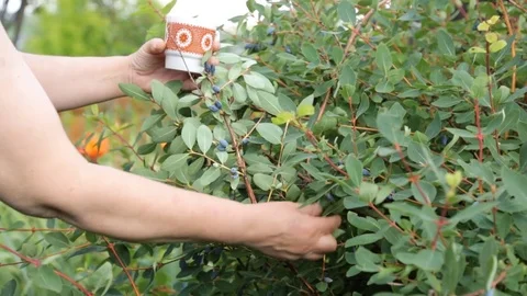 Picking honeysuckle from the bush in the garden Stock Footage