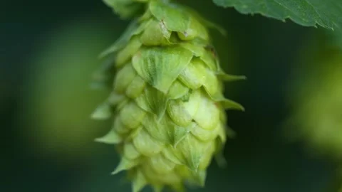 Picking hops from the plant Stock Footage 148648557