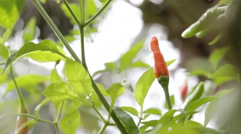 Picking a hot chilli Stock Footage 45893655