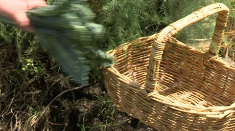 Picking kale Stock Footage 46906246