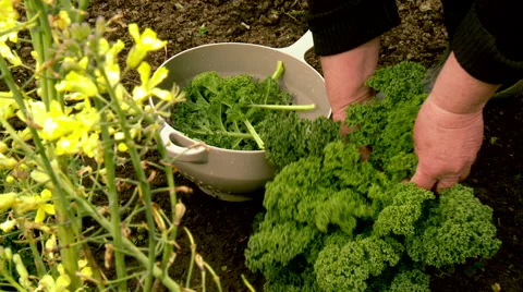 Picking Kale in the vegetable garden Closeup Stock Footage 53766180