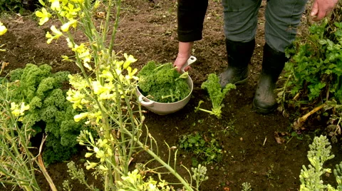 Picking Kale in the vegetable garden closing shot Video stock 53759072