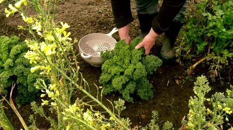Picking Kale in the vegetable garden Stock Footage 53769415