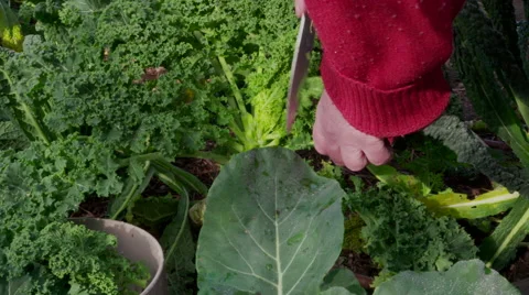 Picking Kale in the vegetable garden Stock Footage 65086327