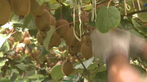 Picking kiwifruit Stock Footage 2104052
